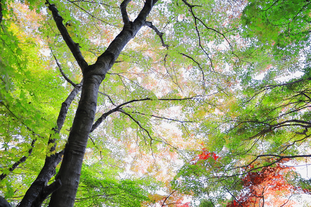 永源寺（もみじ寺）紅葉其７