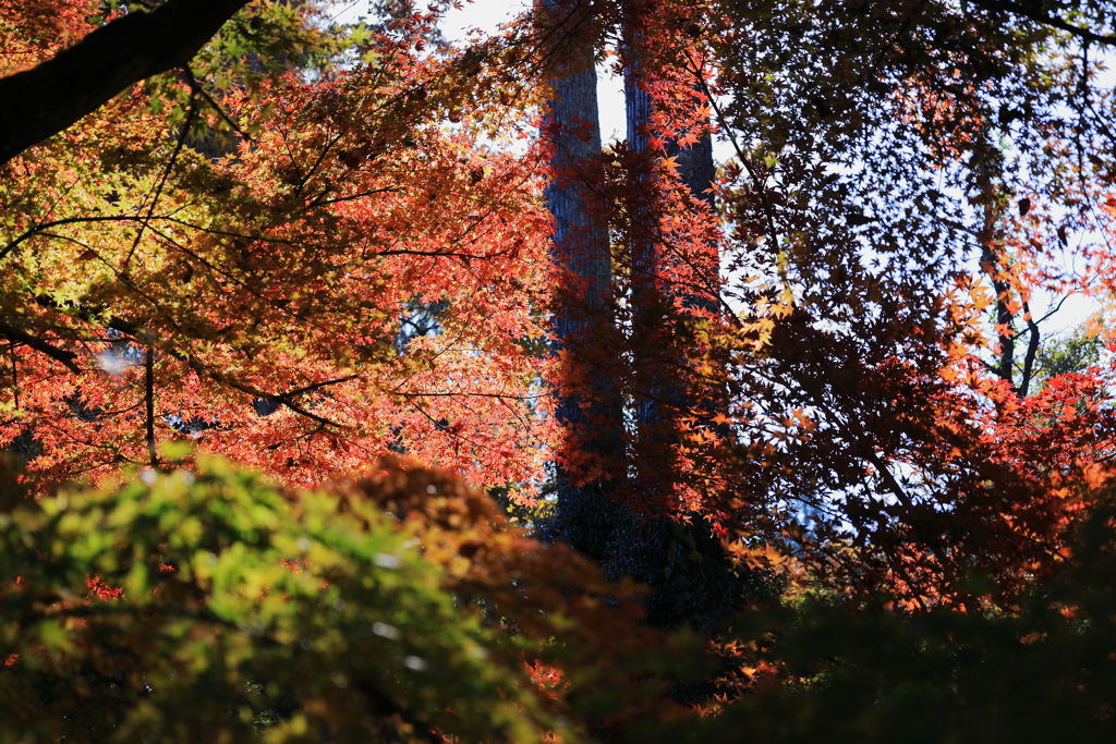 永源寺（もみじ寺）紅葉其5