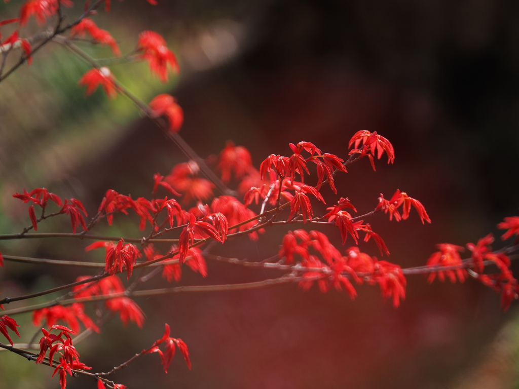 春の紅葉