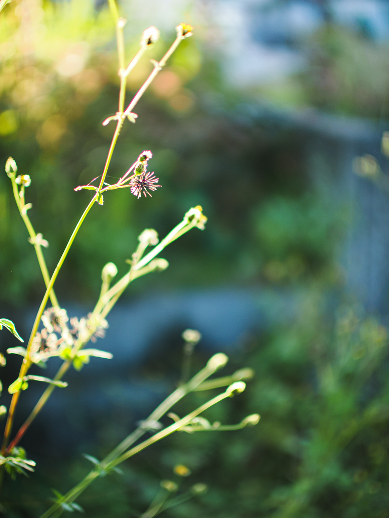くっつき虫輝く