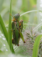 雨上がりの草むらにて