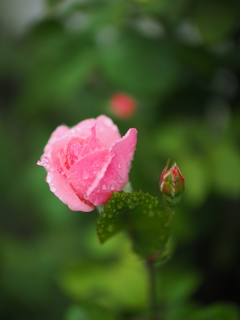 雨上がり❷