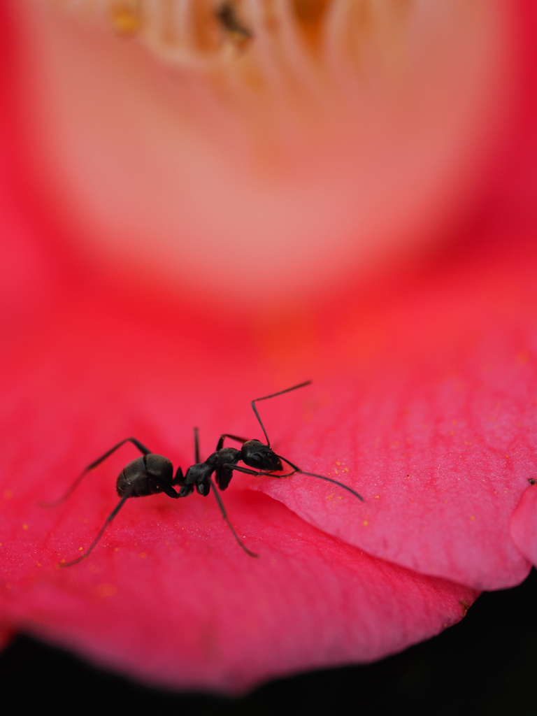 甘い蜜に誘われて