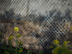 少数派の菜の花