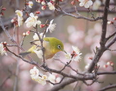 ウメジロー其の1