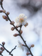 白梅