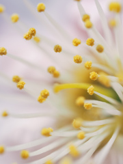 花粉は花粉でも