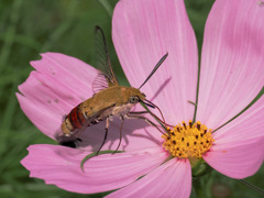 オオスカシバと秋桜