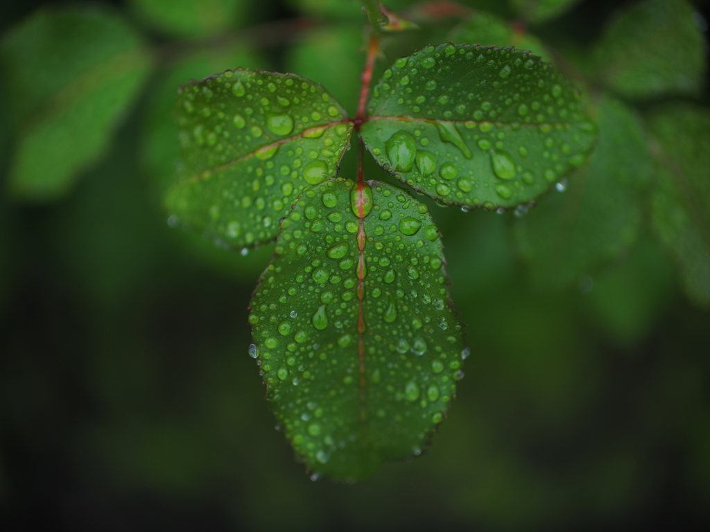 雨上がり