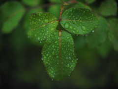 雨上がり