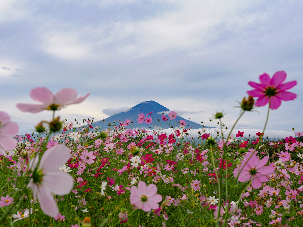 富士山を彩る秋桜