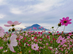 富士山を彩る秋桜