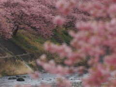 河津川の桜並木