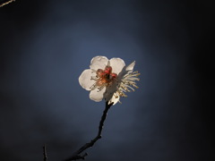 白梅