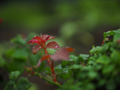 雨上がり❸
