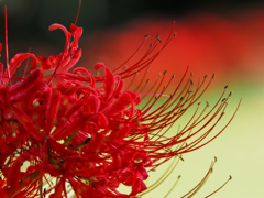 彼岸花