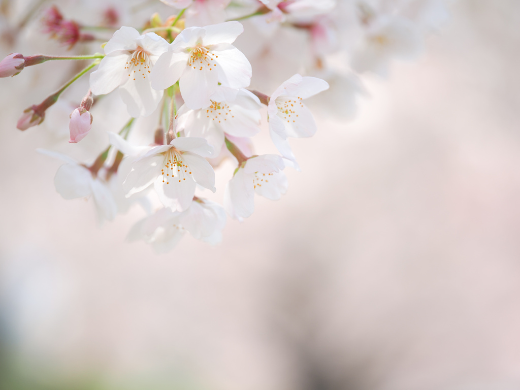 桜色