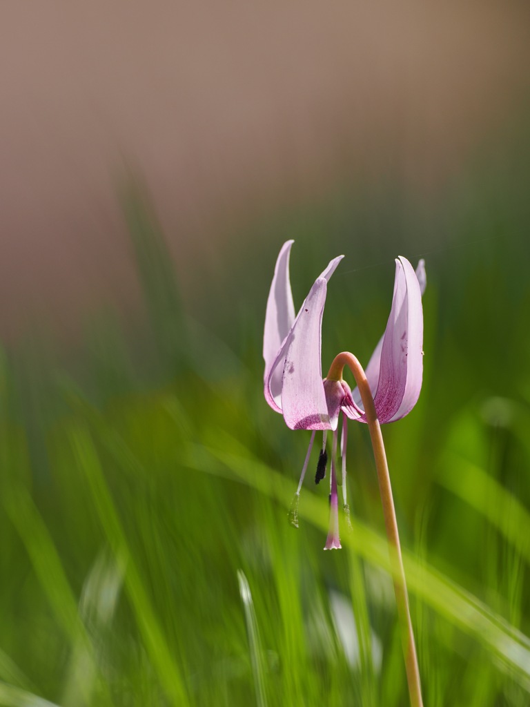 カタクリの花