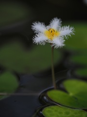 水面に咲く可憐な花