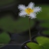 水面に咲く可憐な花