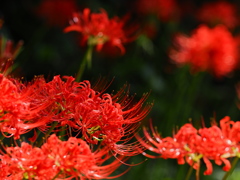 彼岸花