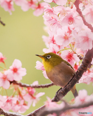 河津サクジロウ