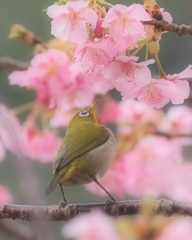 河津桜とメジロ