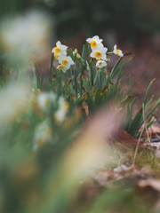 冬の花