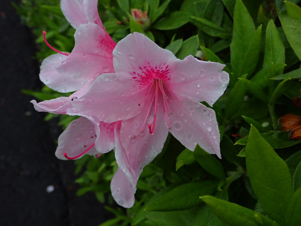 雨の日；つつじ