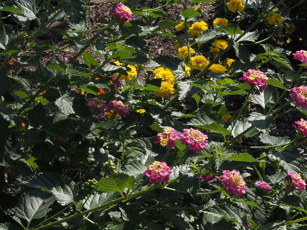 花盛り
