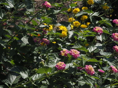花盛り