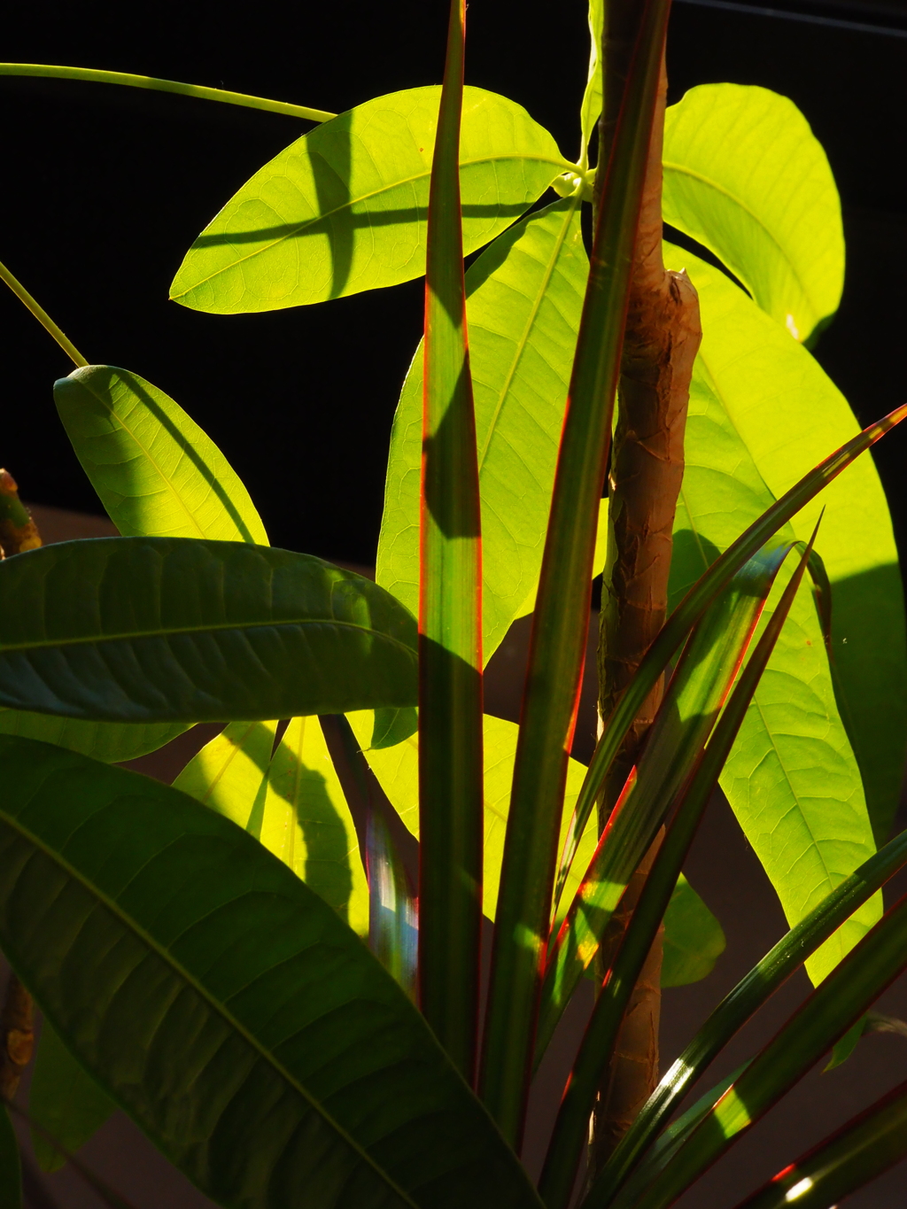 夕陽に照らされて