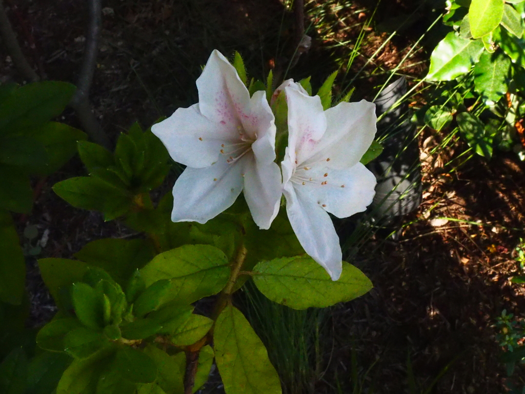 シャクナゲでしょうか。
