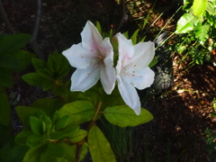 シャクナゲでしょうか。