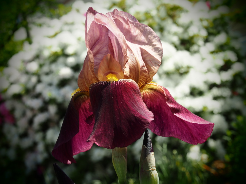 ジャーマンアイリス