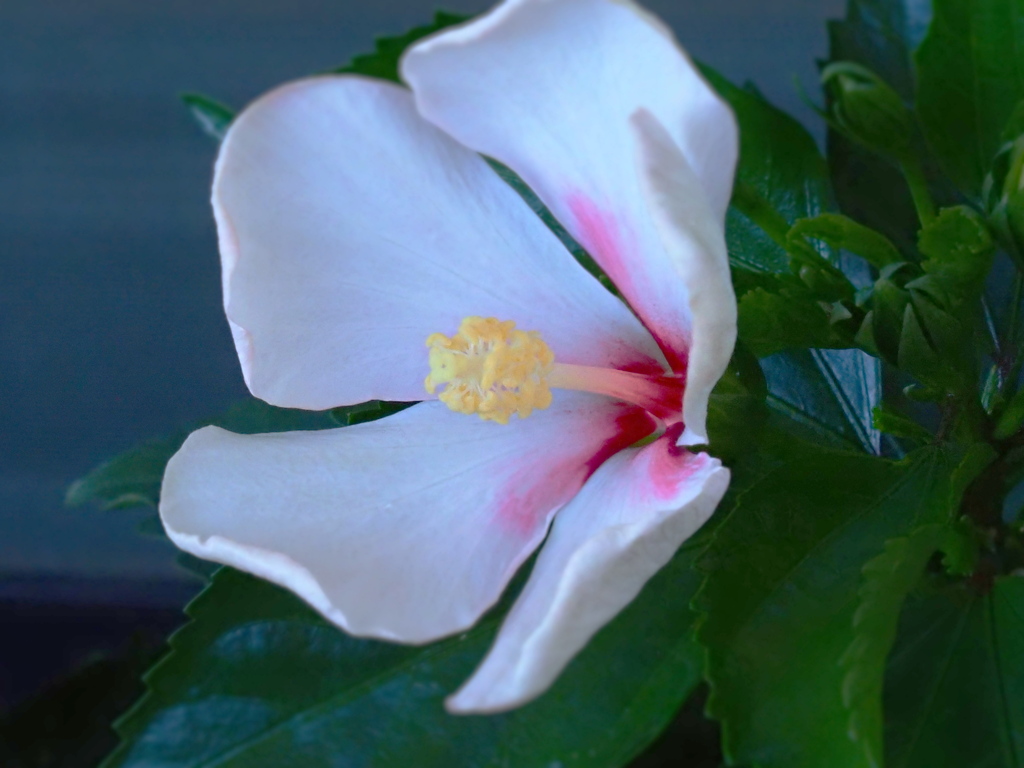 ハイビスカス；二度目の花