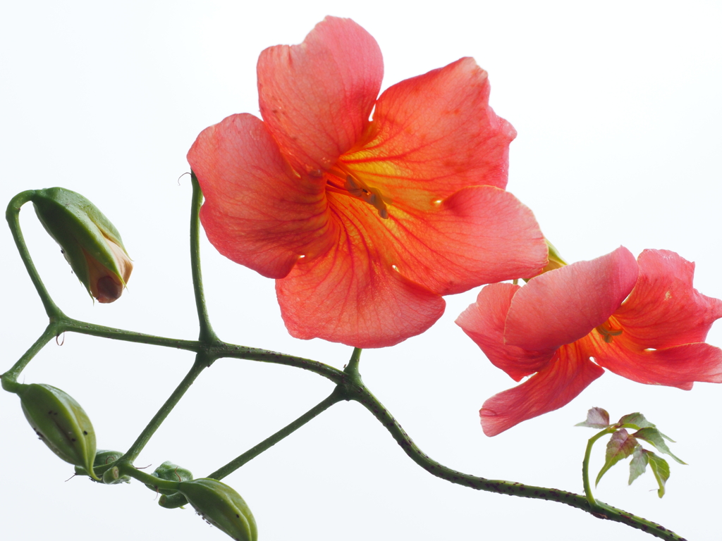 ノウゼンカズラ