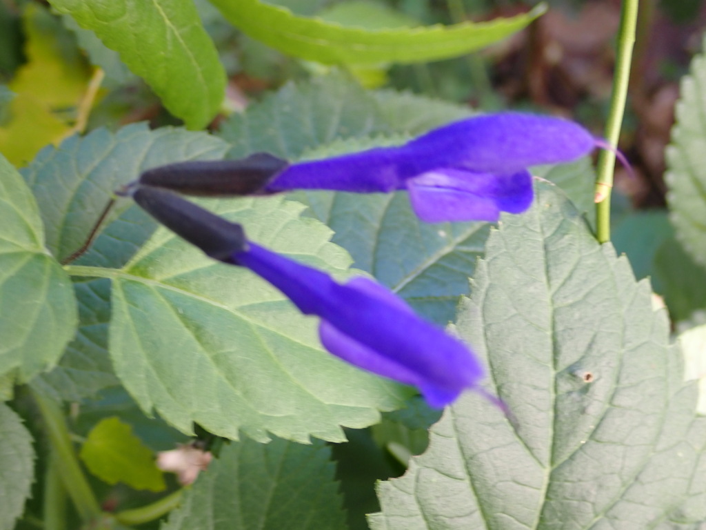 ひそやかに咲く