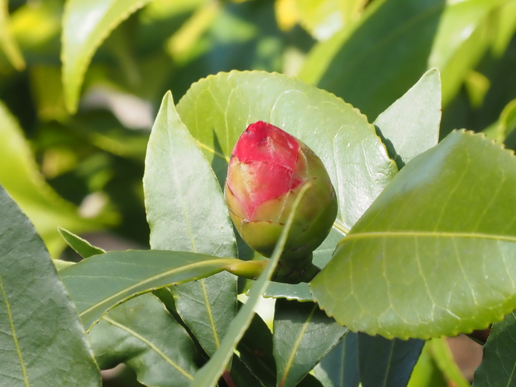 椿の蕾