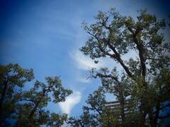 公園にて、青空を見る