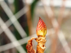 紫陽花の芽