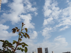 晴れてきました