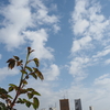 晴れてきました