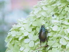 白アジサイに虫