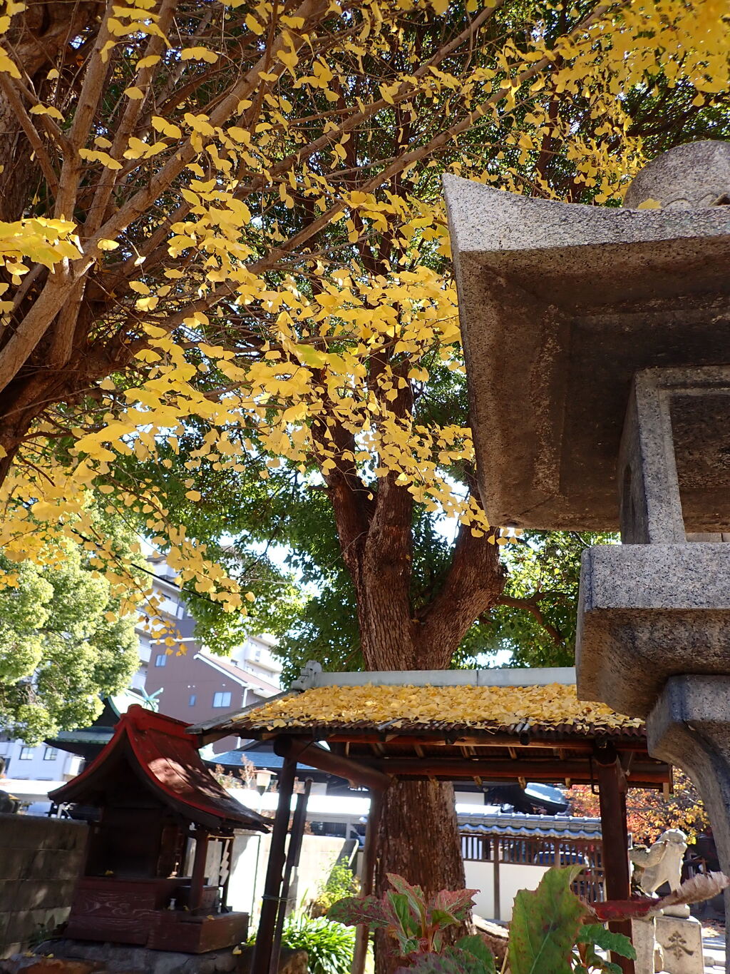 銀杏黄葉し降り積もる