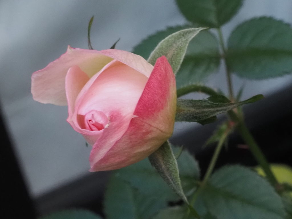 わが家の花；バラ