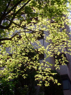 モミジの新芽