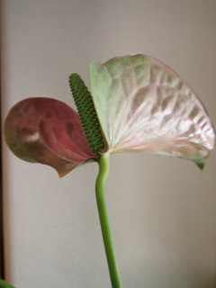 花のうらおもて