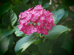 紫陽花；赤