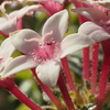 小さな花も近寄ると